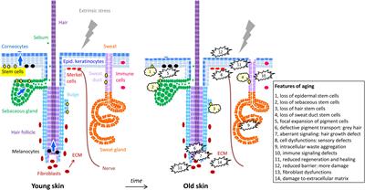 Autophagic Control of Skin Aging